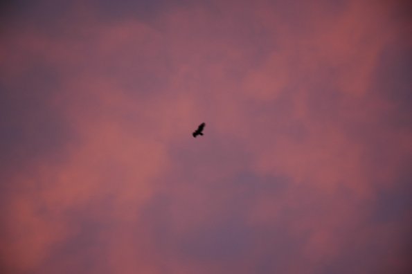 Kondoras suka ratus vakaro danguj