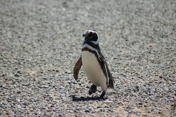 Pingvinas zingsniuoja