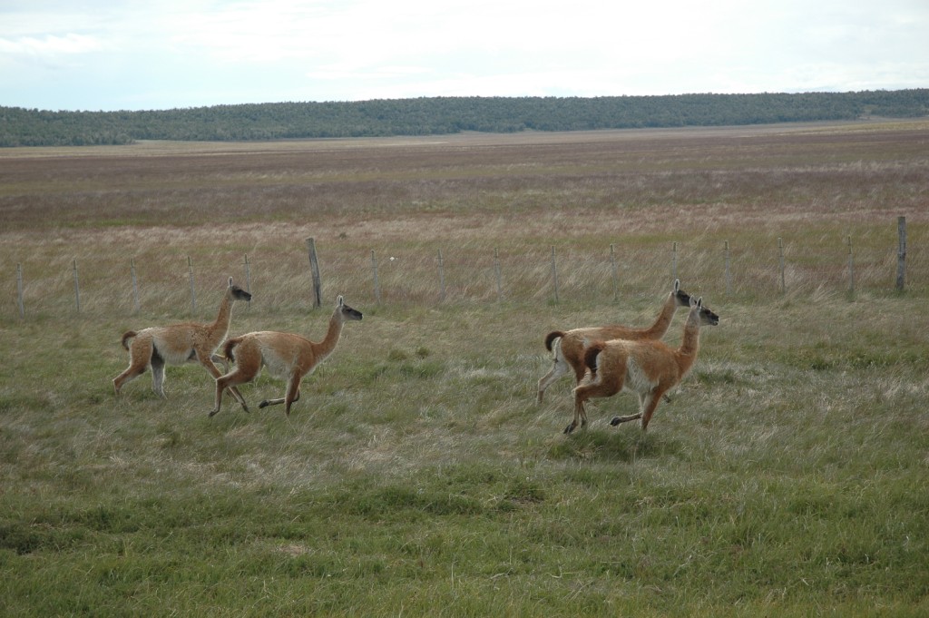 Zemyno pietuose guanaco ganosi prie pat keliu