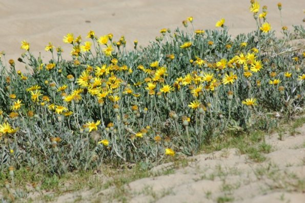 Cabo Polonio - augaliukai