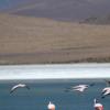 Aukstai druskos ezeruose varlineja flamingai