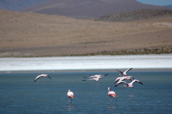 Aukstai druskos ezeruose varlineja flamingai