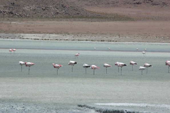 Pakise snapus ant vienos kojos flamingai snaudzia