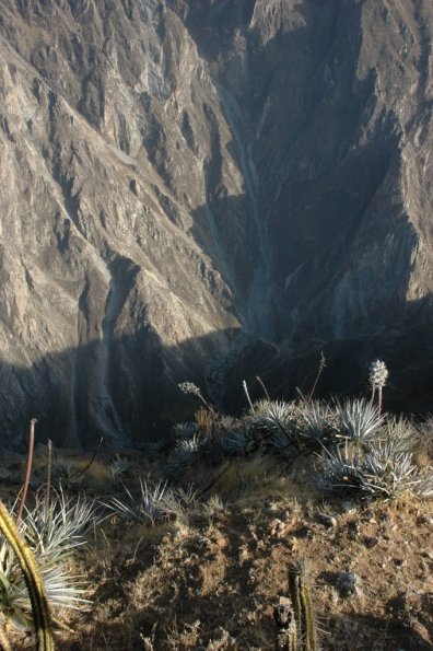 Colca kanjonas ir augaliukai